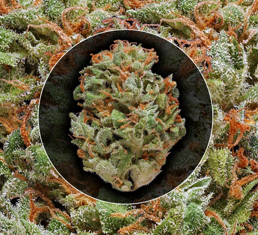Bubble Gum