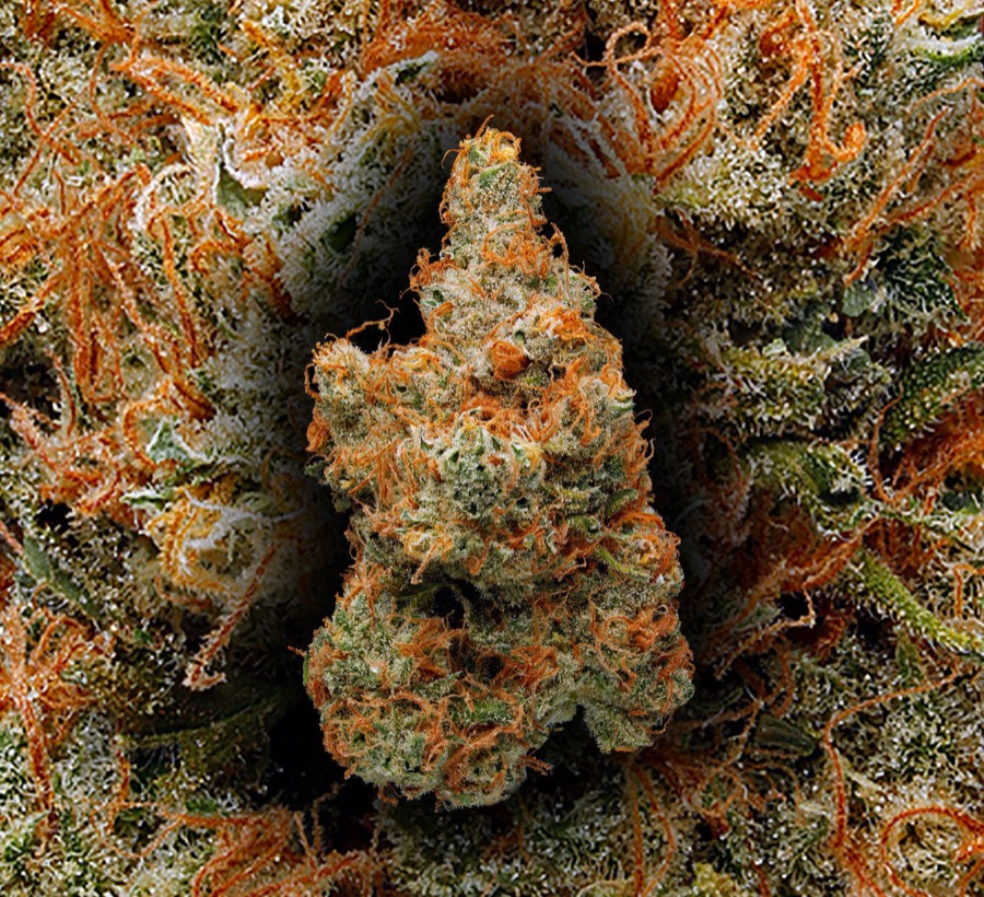Chocolope
