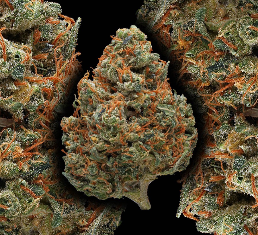 Durban Poison