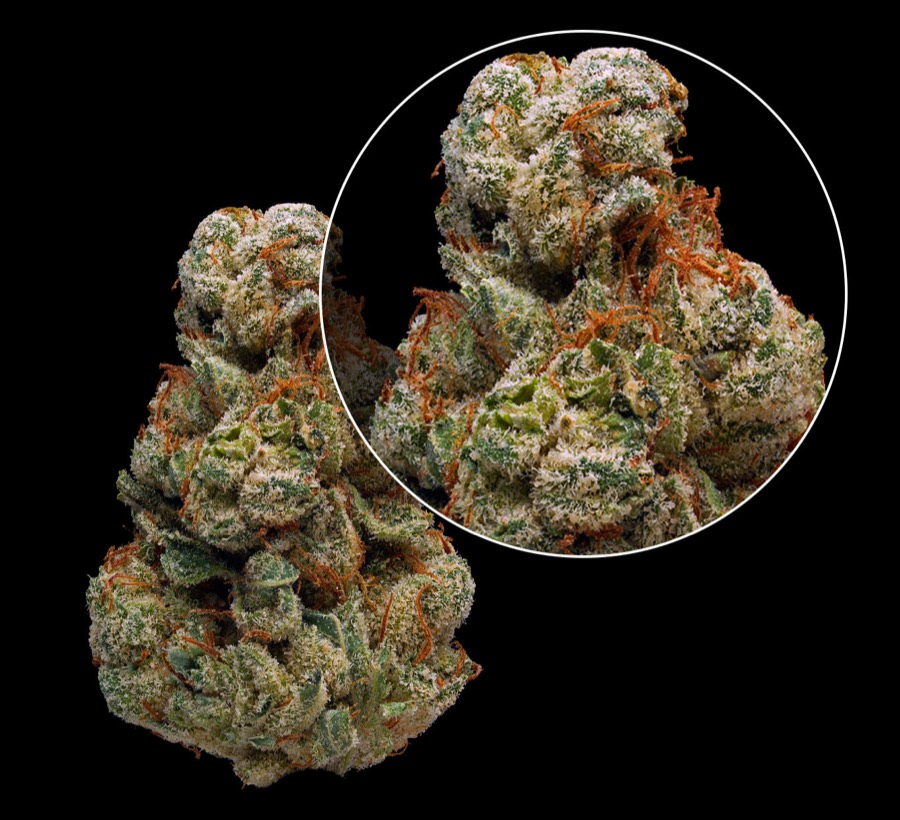 Dutch Treat