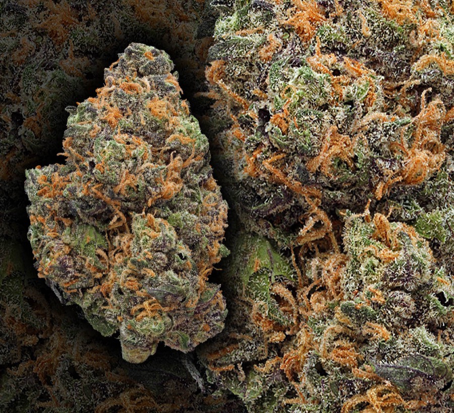 Granddaddy Purple