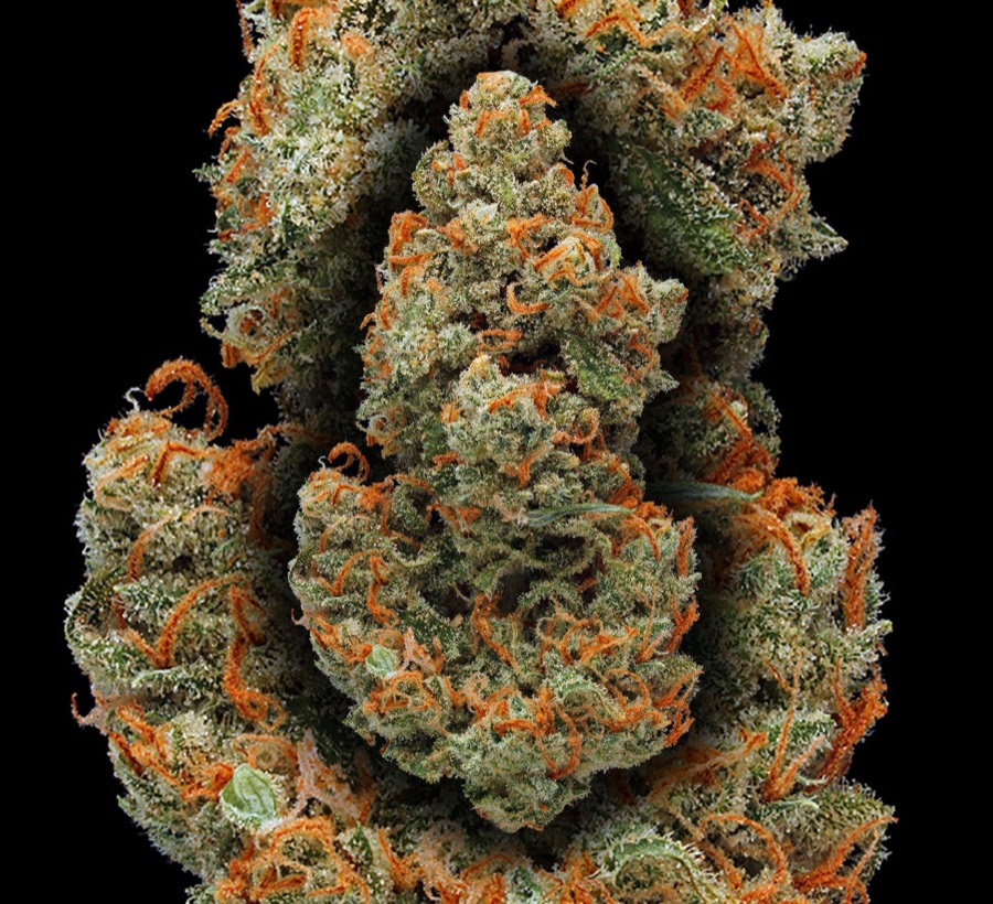 Jack Herer