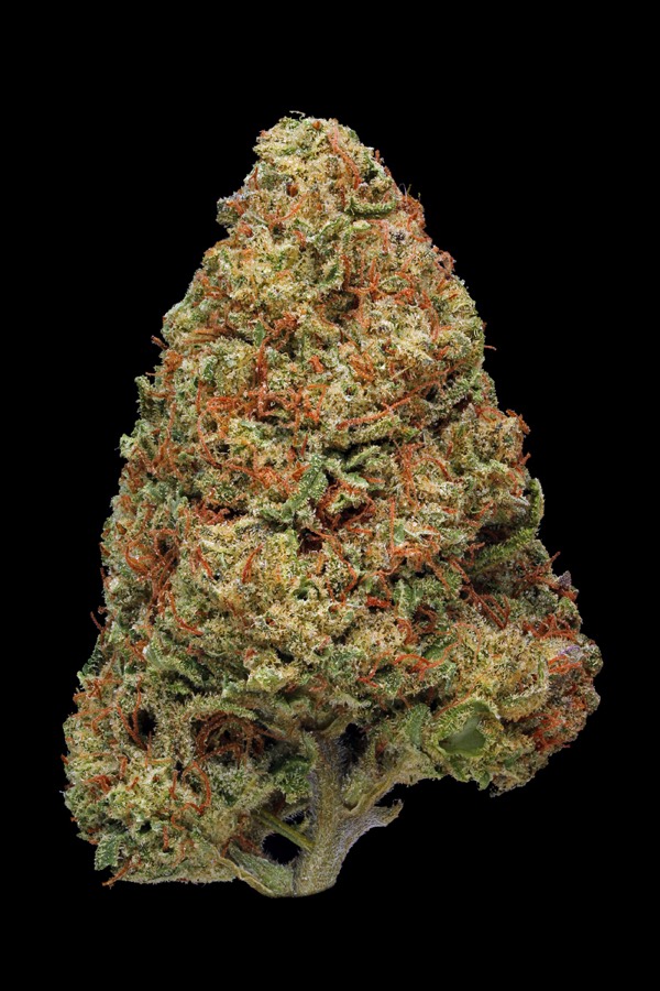 Jilly Bean