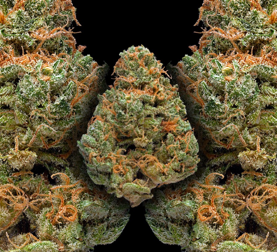 Mango Kush