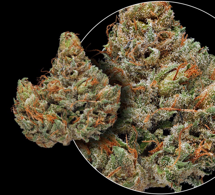 Master Kush