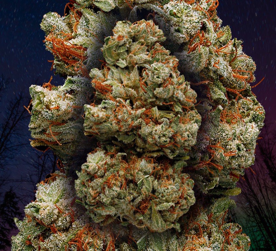 Northern Lights