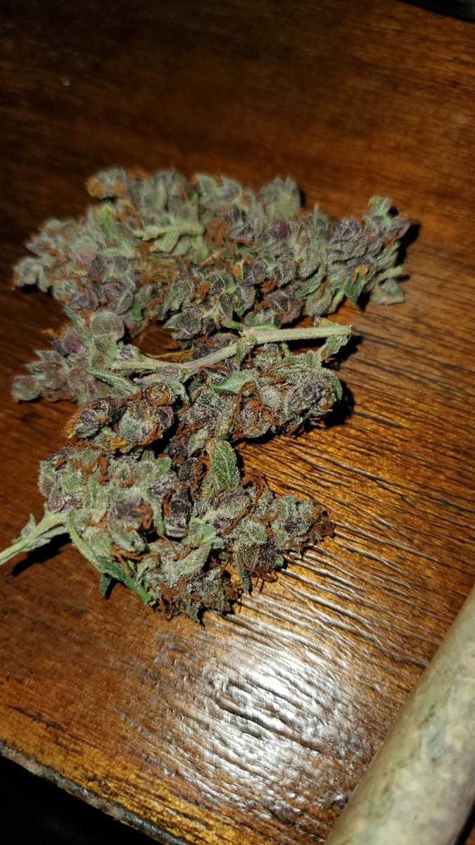 Plushberry