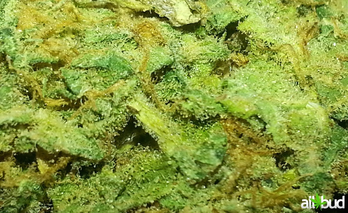 Pot of Gold