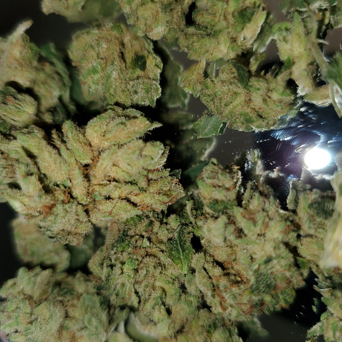 Skunk Ape