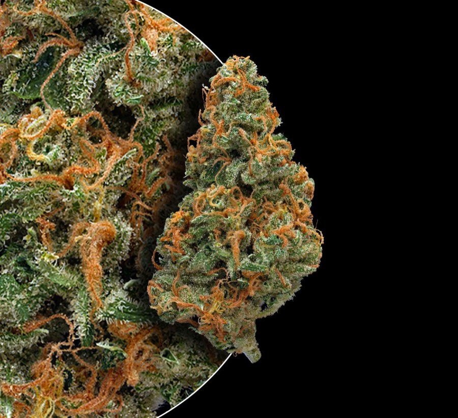 Super Silver Haze