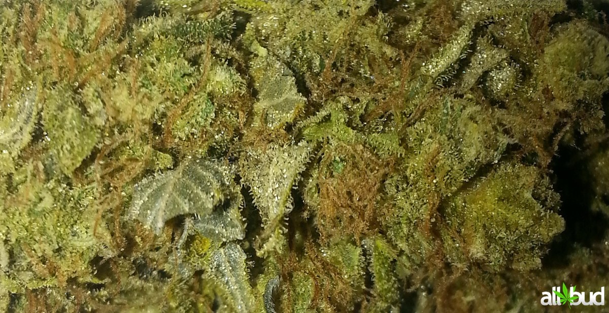 West Coast Sour Diesel