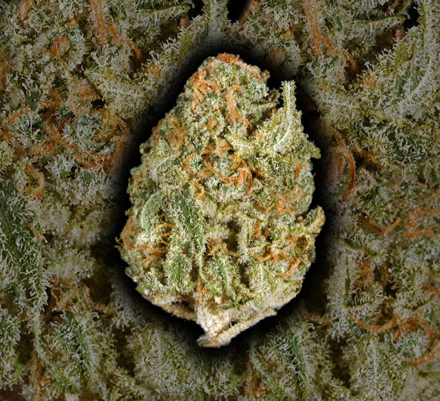 White Rhino